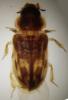 Heterocerus sp.